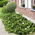 Climbing plants for ground cover