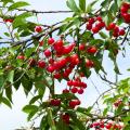 Morello cherry trees – sour cherries