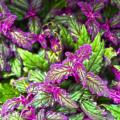 Gynura - Purple passion plant