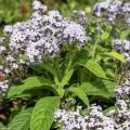 Heliotropium - Garden Heliotrope