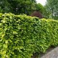 Traditional hedges
