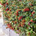 Windbreak hedges