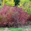 Cold- and drought-resistant hedges