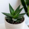 Haworthia – Zebra Plant