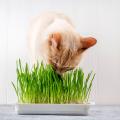 Cat Grass seeds