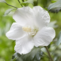 White Hibiscus