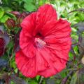 Rose Mallow - Hibiscus Moscheutos