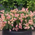 Plantes belles en ce moment