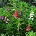 Perennial Impatiens - Balsam