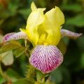 Repeat Flowering Bearded Iris