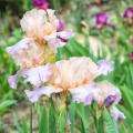 Fragrant irises