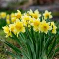 Yellow Narcissus - daffodils and jonquils