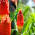 Kniphofia - Red-Hot Pokers
