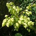 Koelreuteria - Golden Rain Tree