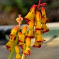 Lachenalia - Cape cowslip