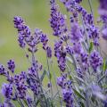True lavender - Lavandula angustifolia