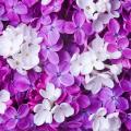 Lilacs by flower colour