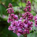 Double-flowering Lilac