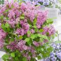 Hedge Lilac