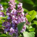 Fragrant Lilacs
