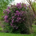 Wild botanical Lilac