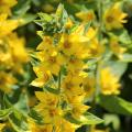 Yellow-flowering Loosestrifes