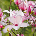 Deciduous Magnolias