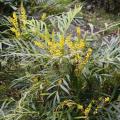 Non-prickly Mahonia