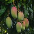 Mango Tree - Mangifera indica