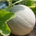 Organic Melon
