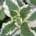 Mints with ornamental foliage