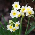Dwarf Daffodils