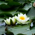 Hardy water lilies