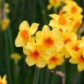 Scented Daffodils