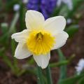 Single Daffodils