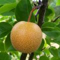 Asian Pear trees