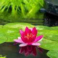 Dwarf water lilies