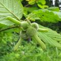 Botanical hazelnuts