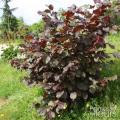 Hazels with colourful foliage