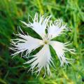 Wild Dianthus