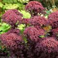 Autumn Sedums - Autumn Stonecrops