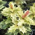 Osmanthus with coloured or variegated foliage