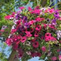 Trailing petunias