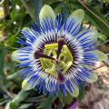 Passionflowers