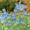 Blue poppies