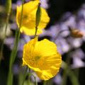 Yellow and orange poppies