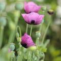 Pink and lilac poppies