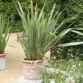 Phormiums for pots