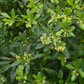 Fragrant Pittosporum