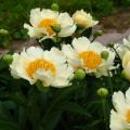 Peonies A to Z